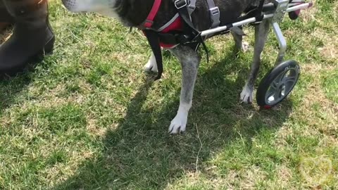 What is a dog?