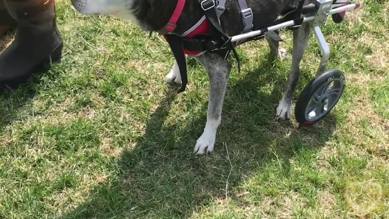 What is a dog?