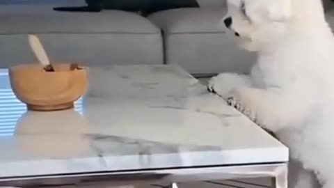 Funny puppy