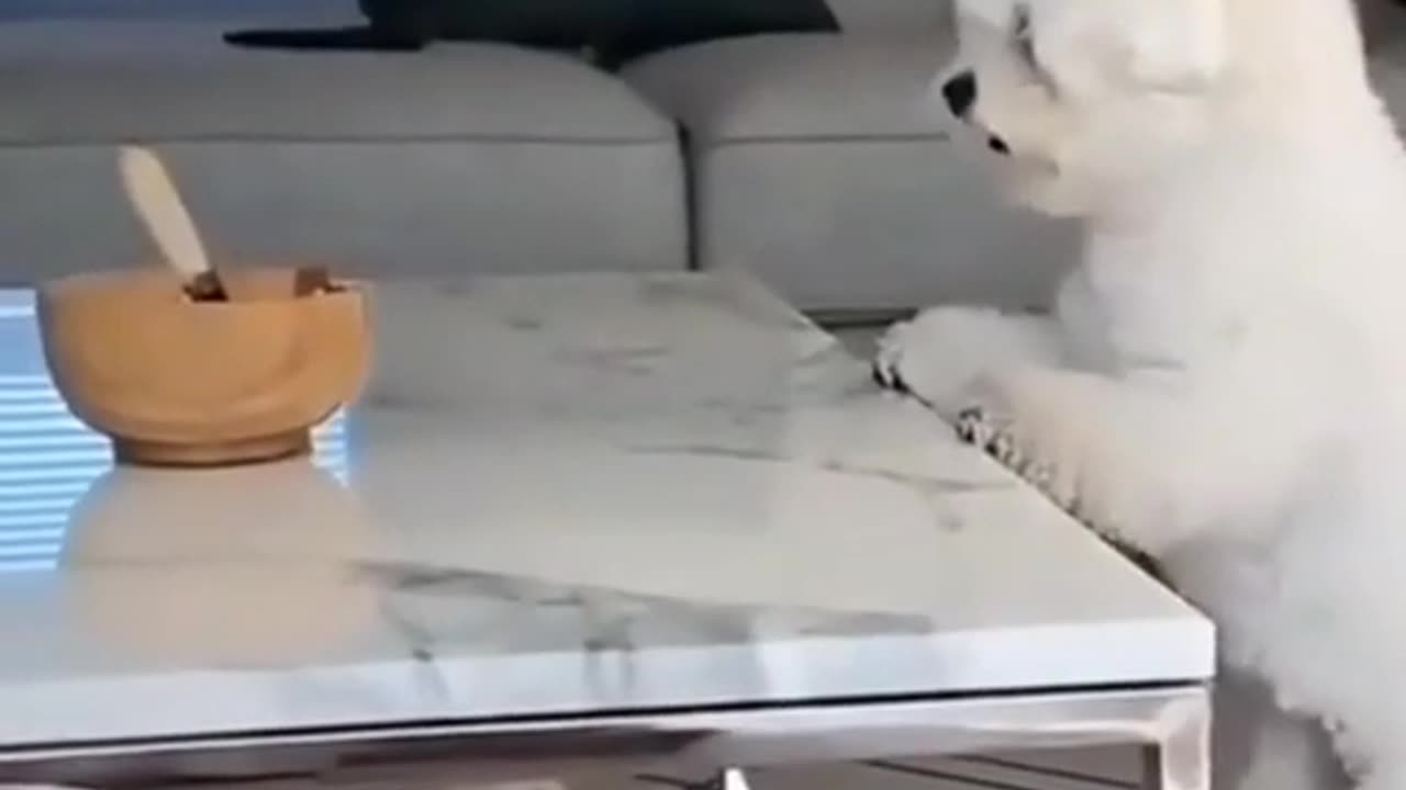Funny puppy