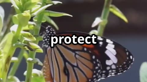 🦋 Eyes on the Sky Tracking the Monarch Migration with Satellites & Citizen Science 🛰️🌎