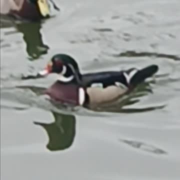 Wood duck.