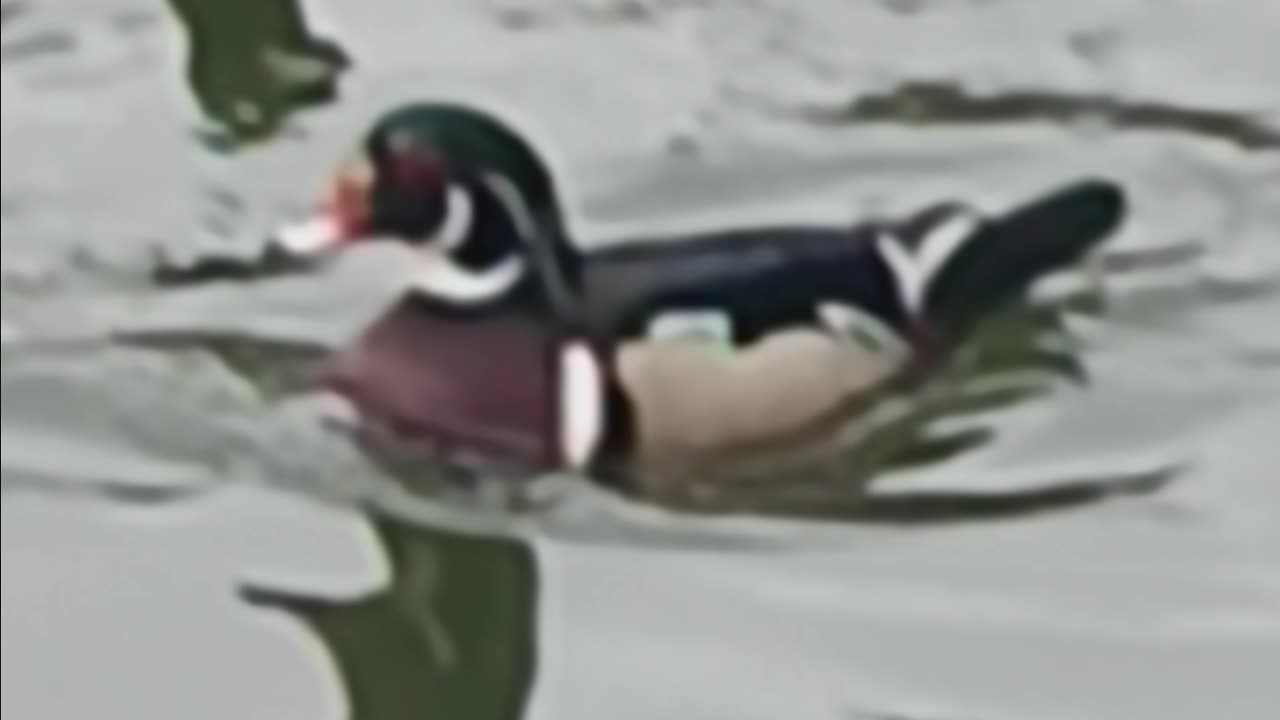 Wood duck.