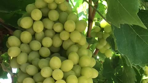 #vineyard in Türkiye