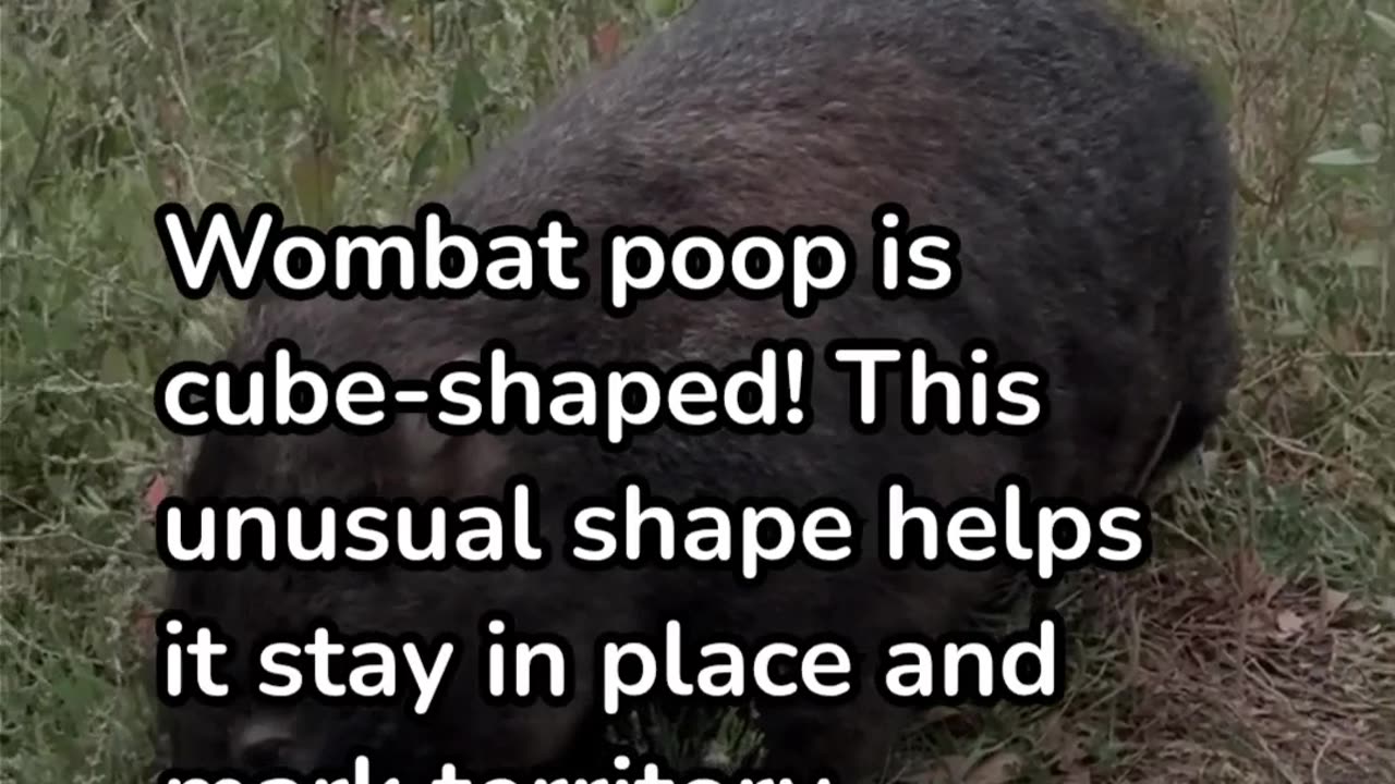 Five amazing facts you won't know