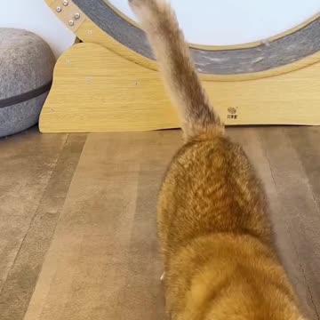 Interactive Tumbler Laser Light Toys