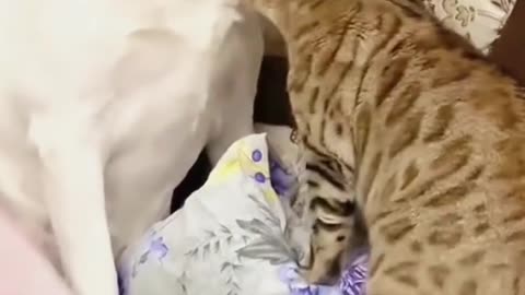 So beautiful Dog's Comedy Videos 🤣 so cute picture 🖼️ funny little dogs comedy scenes 😂