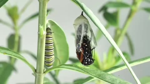 The Amazing Monarch Life Cycle