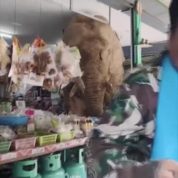 A hungry wild elephant walked into a store in Thailand and grabbed some snacks 🐘🍿
