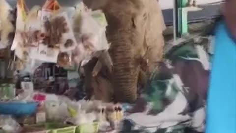A hungry wild elephant walked into a store in Thailand and grabbed some snacks 🐘🍿