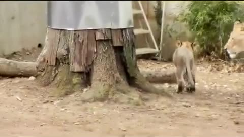 Lion Mom & Cubs