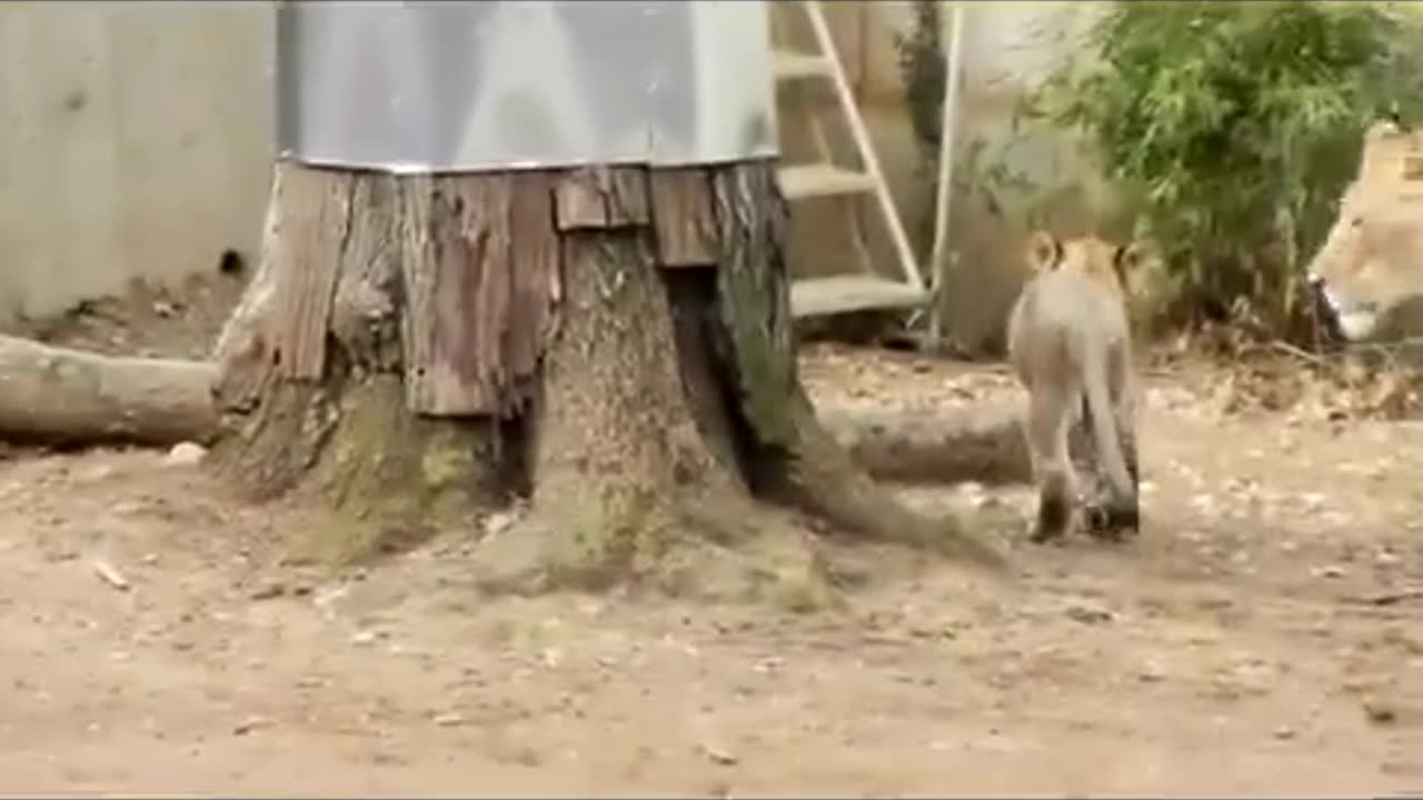 Lion Mom & Cubs