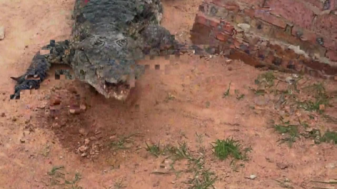 Give the crocodile some soil