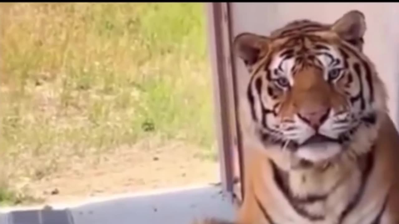 The Social Behavior of Lions vs. Tigers: Understanding Their Hunting and Living Styles