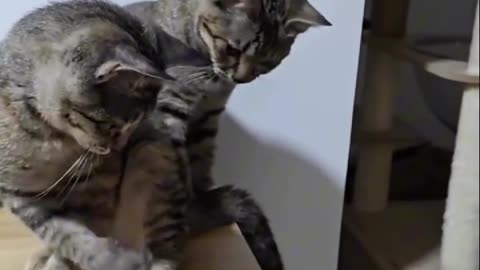 Funny Animals