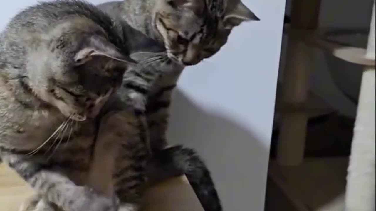 Funny Animals