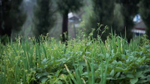 wonokerso destination