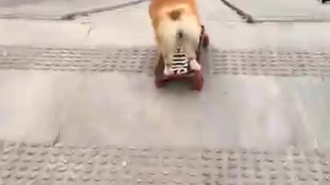 animals