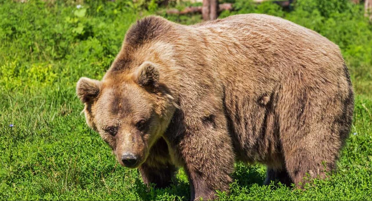 Bear