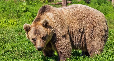 Bear
