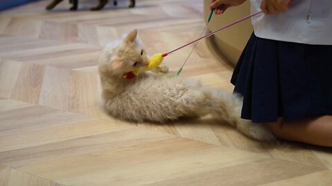 Cats playing with me