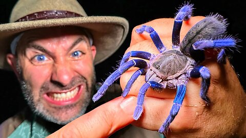 BITTEN by a VENOMOUS Blue Tarantula TWICE!