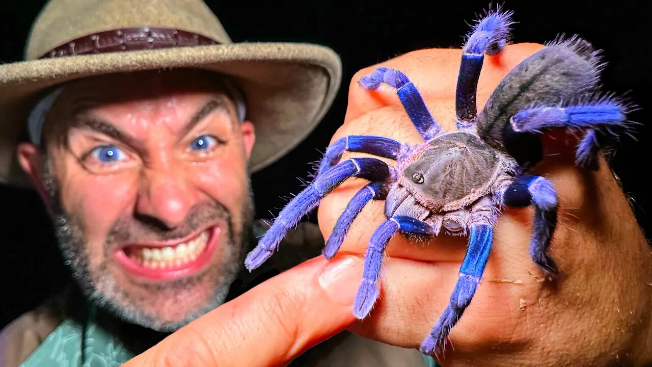 BITTEN by a VENOMOUS Blue Tarantula TWICE!