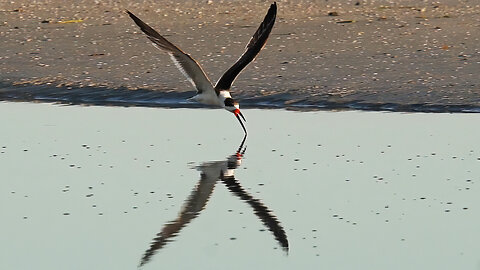 Black Skimmer Skims Tidal Pool - Mesmerizing Beach Moment