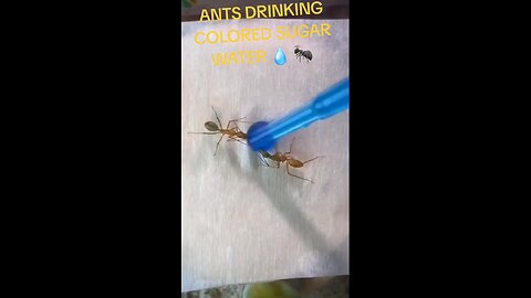 Ants drinking colored sugar water 💧 🐜