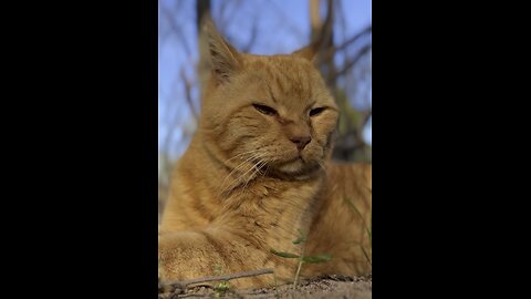 Cat in nature.
