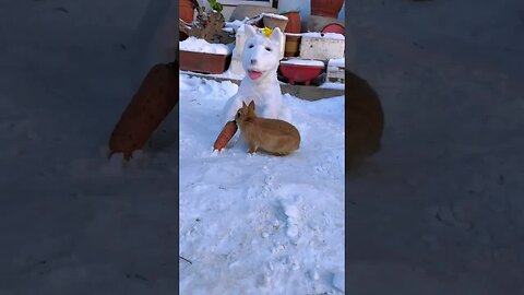 The little rabbit ate the dog's tongue. Cute pet debut plan. Rabbit. Rural cute pet.