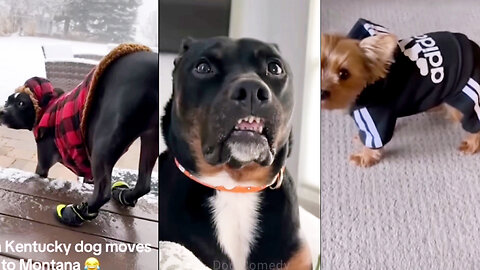 Dogs Always Have a Personal Grudge Against You!