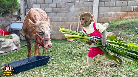 YiYi helps grandpa harvest grass to take care of cows