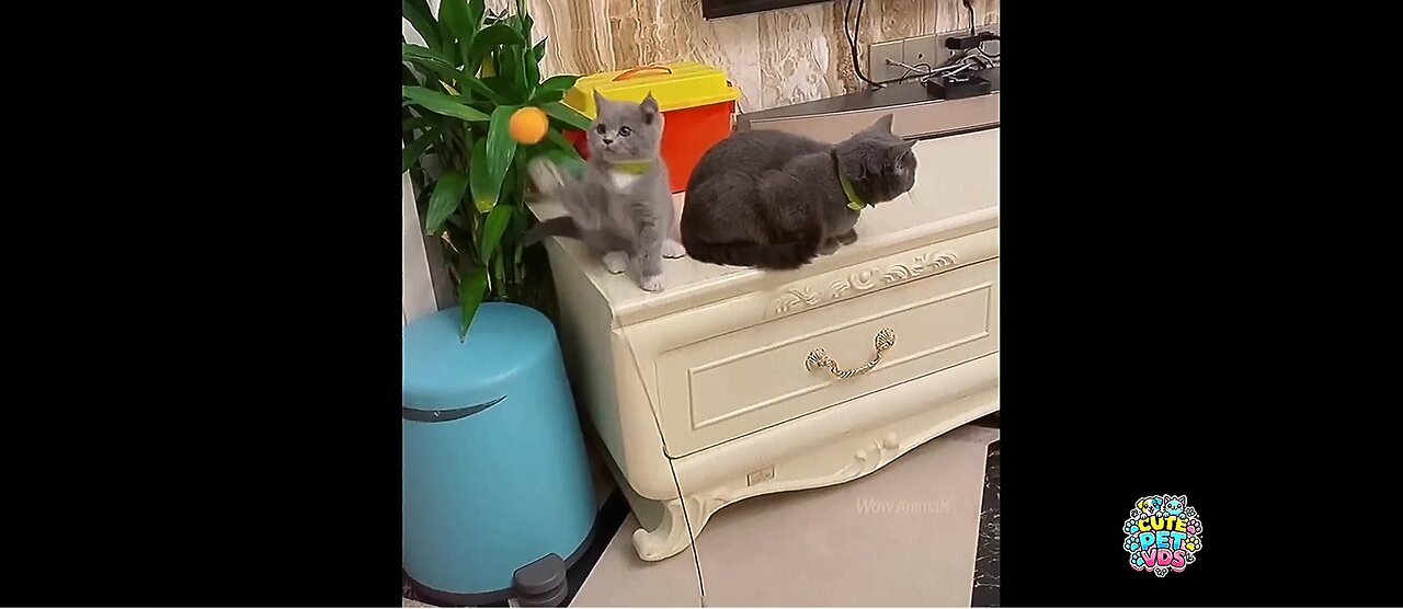 Funny Cat Voiceovers: Cute Cat Videos That Will Make You LOL