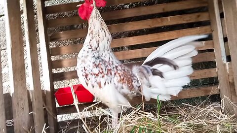 gallos