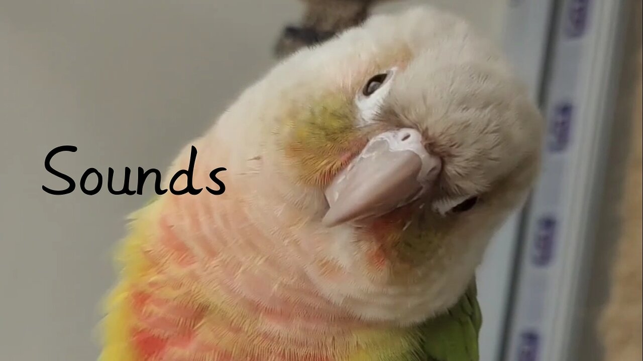Pineapple Conure Talking/Sounds