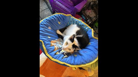 Olympic Ski Jumpers Inject for Advantage, Cat Videos and Clips: RIP Oreo