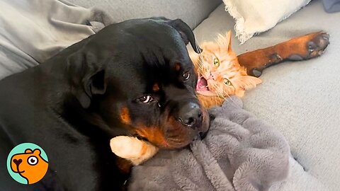 Cat Was Scared Of Rottweiler Puppy, Now He’s The Boss | Cuddle Buddies