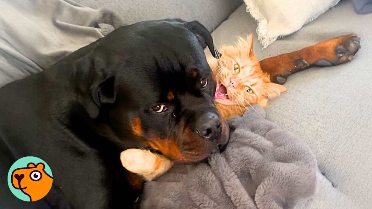 Cat Was Scared Of Rottweiler Puppy, Now He’s The Boss | Cuddle Buddies