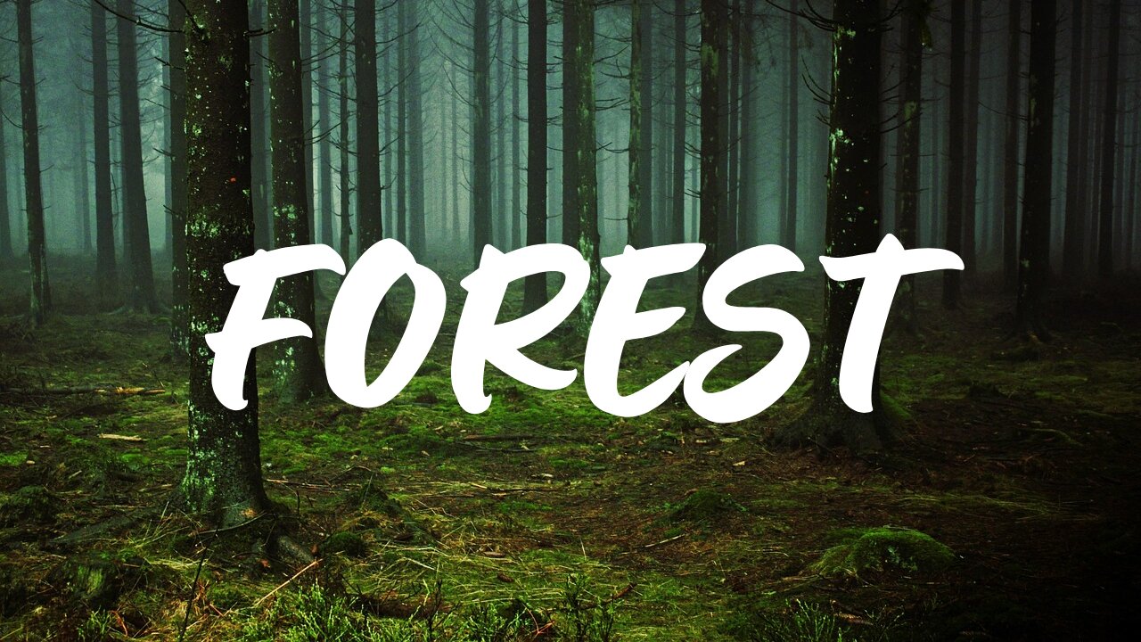 Enchanting Forest Sounds & Scenery | Relaxing Nature Walk in the Heart of the Wilderness