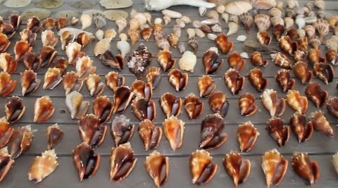 Seashell MOTHERLOAD!!! Shelling at Cayo Costa near Sanibel Island - shell hunting