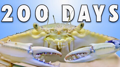 Keeping a Bait Shop Crab for 200 Days