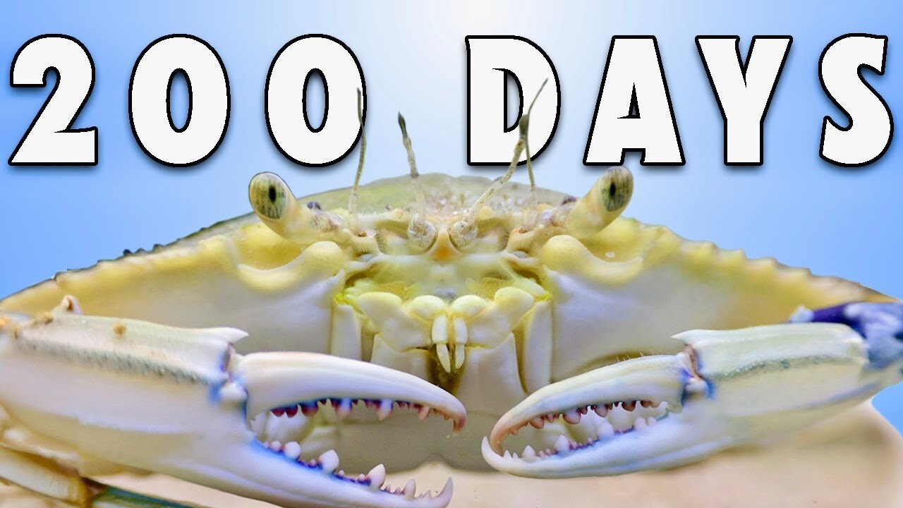 Keeping a Bait Shop Crab for 200 Days