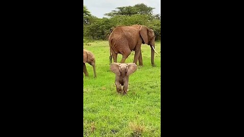 baby Elephant funny video