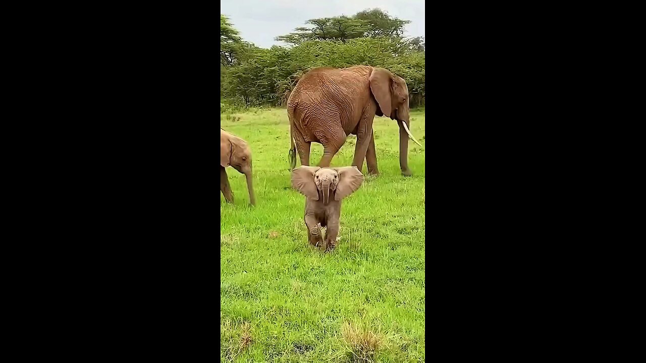 baby Elephant funny video