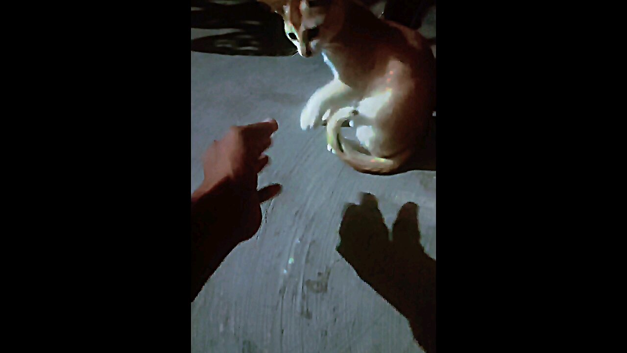 cat