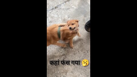 कलयुग आ गया 🥱 dogs fight video #reel#viral#shorts