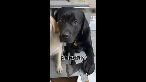 Dog: І treat you as а brother, but you were stabbed to me?Cute pet recommendation officer Cute pet