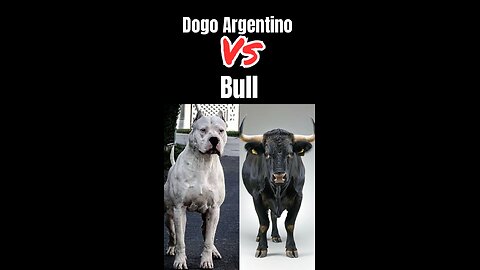 Dogo Vs Bull