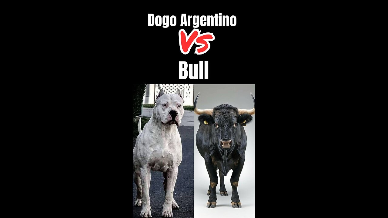 Dogo Vs Bull
